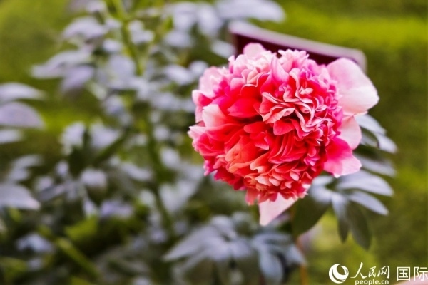 洛陽國家牡丹園牡丹盛開。 人民網(wǎng)記者 魯揚(yáng)攝