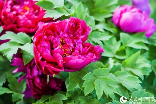 洛陽國家牡丹園牡丹盛開。 人民網(wǎng)記者 魯揚(yáng)攝