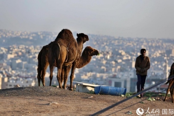 約旦首都阿曼街頭的駱駝。人民網(wǎng) 納達爾·達烏德攝