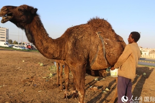 工人在給駱駝擠奶。人民網(wǎng) 納達爾·達烏德攝