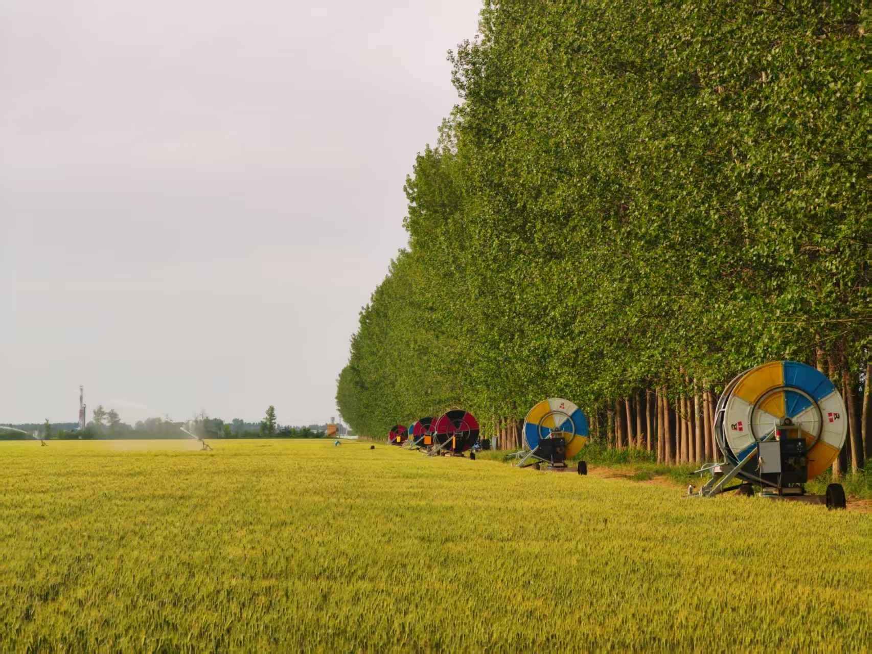 陜西華陰市華西鎮(zhèn)農(nóng)墾農(nóng)場正在作業(yè)的卷盤式噴灌機。受訪者供圖