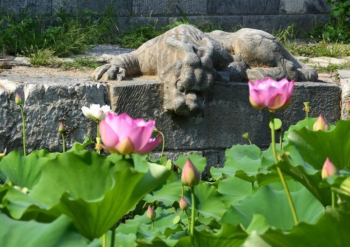 萬寧橋位于北京地安門外大街中部、什剎海東岸，是北京中軸線上最古老的橋梁，至今已有700多年歷史。近年來，北京市持續(xù)為萬寧橋“瘦身減負”，橋體風(fēng)貌得以完整展現(xiàn)，方便游客走近欣賞，深入了解古橋承載的價值和內(nèi)涵。這是2023年7月18日拍攝的北京萬寧橋橋東的鎮(zhèn)水獸。